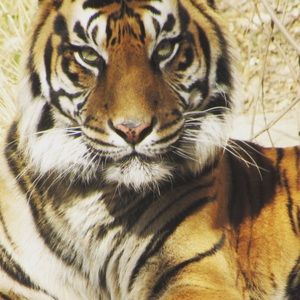 Meet your Posher, Sidney